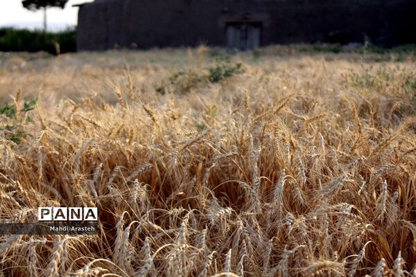 خوشه های طلایی گندم در نگین کویر