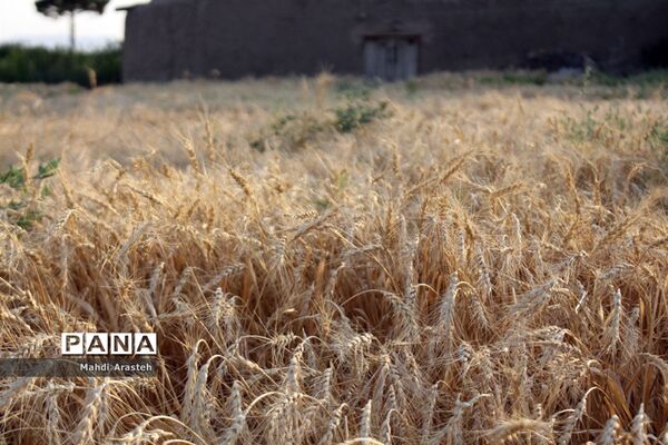 خوشه های طلایی گندم در نگین کویر
