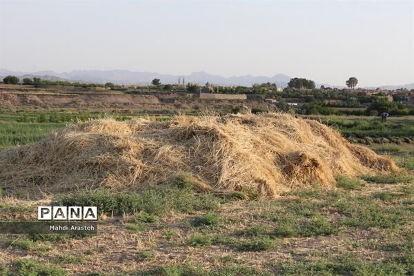 خوشه های طلایی گندم در نگین کویر