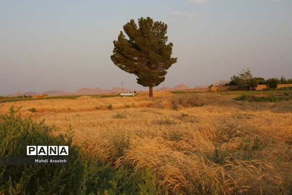 خوشه های طلایی گندم در نگین کویر
