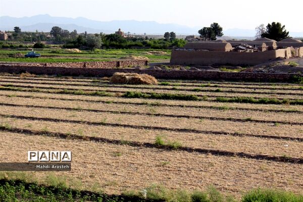 خوشه های طلایی گندم در نگین کویر