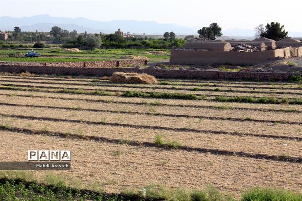 خوشه های طلایی گندم در نگین کویر