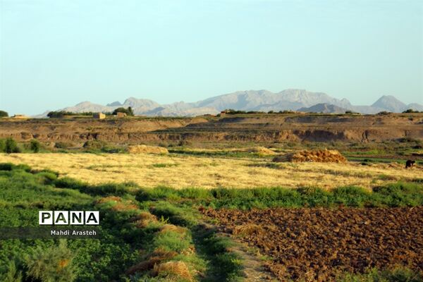 خوشه های طلایی گندم در نگین کویر