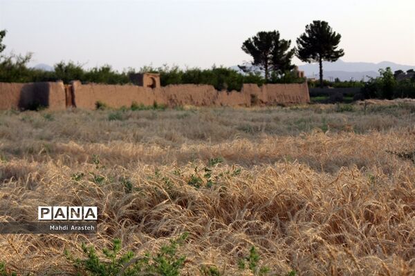 خوشه های طلایی گندم در نگین کویر