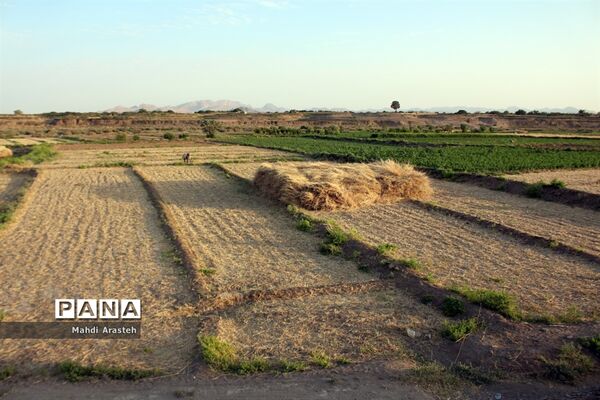 خوشه های طلایی گندم در نگین کویر