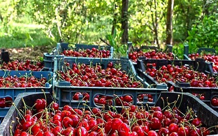 برداشت گیلاس در باغات شهر گیلاس ایران