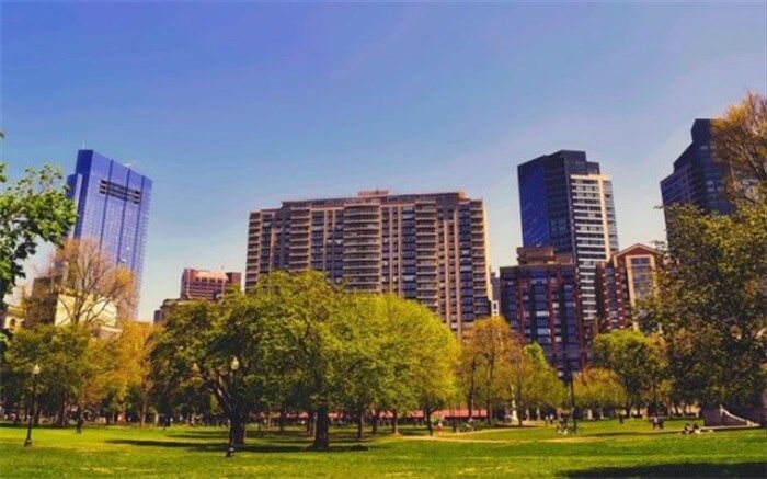 درختان آلودگی هوای شهرها را کاهش می‌دهند؟