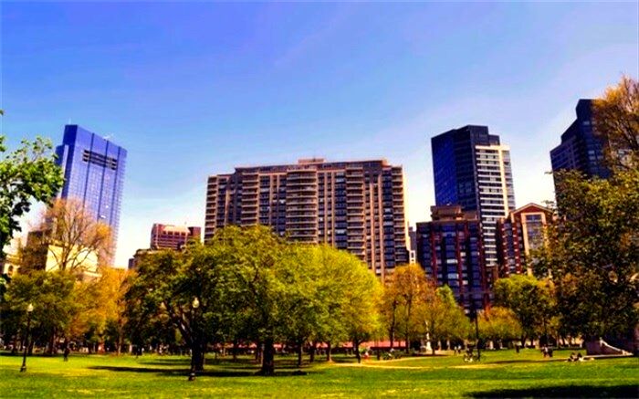 درختان آلودگی هوای شهرها را کاهش می‌دهند؟