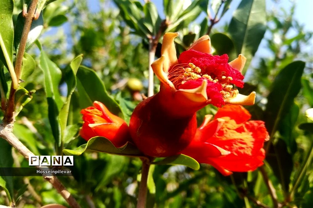 به ثمر رسیدن غنچه‌های انار در مزارع و باغ‌های شهرستان خوسف