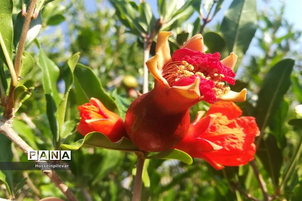 به ثمر رسیدن غنچه‌های انار در مزارع و باغ‌های شهرستان خوسف