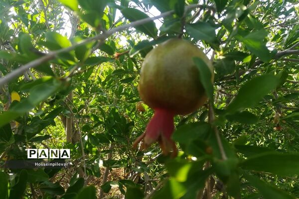 به ثمر رسیدن غنچه‌های انار در مزارع و باغ‌های شهرستان خوسف
