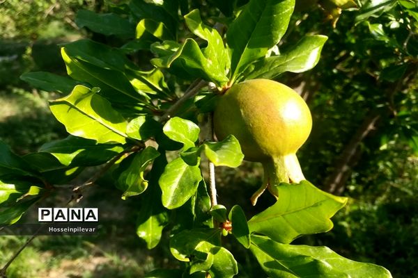به ثمر رسیدن غنچه‌های انار در مزارع و باغ‌های شهرستان خوسف