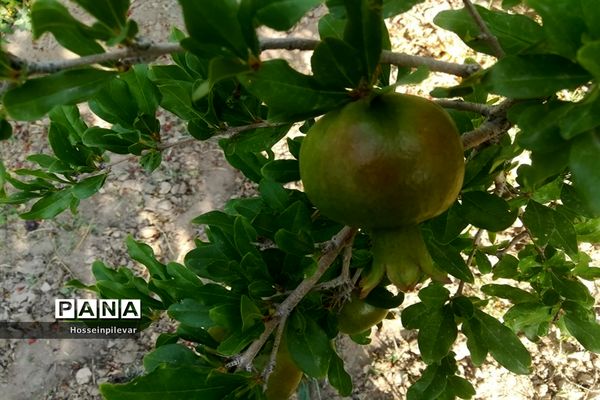 به ثمر رسیدن غنچه‌های انار در مزارع و باغ‌های شهرستان خوسف
