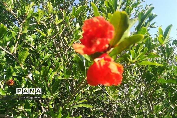 به ثمر رسیدن غنچه‌های انار در مزارع و باغ‌های شهرستان خوسف