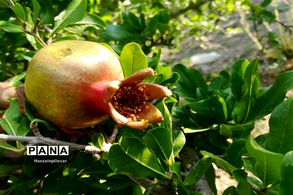 به ثمر رسیدن غنچه‌های انار در مزارع و باغ‌های شهرستان خوسف