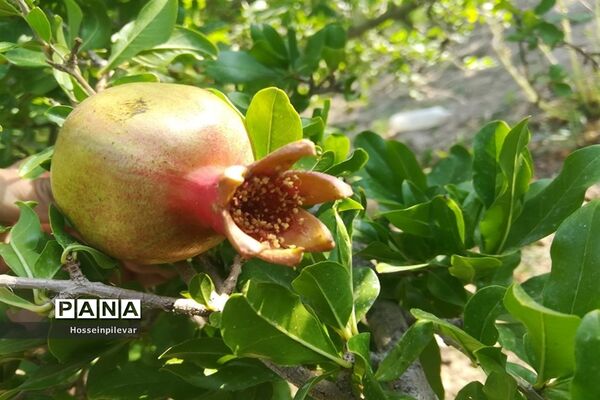 به ثمر رسیدن غنچه‌های انار در مزارع و باغ‌های شهرستان خوسف