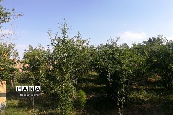 به ثمر رسیدن غنچه‌های انار در مزارع و باغ‌های شهرستان خوسف