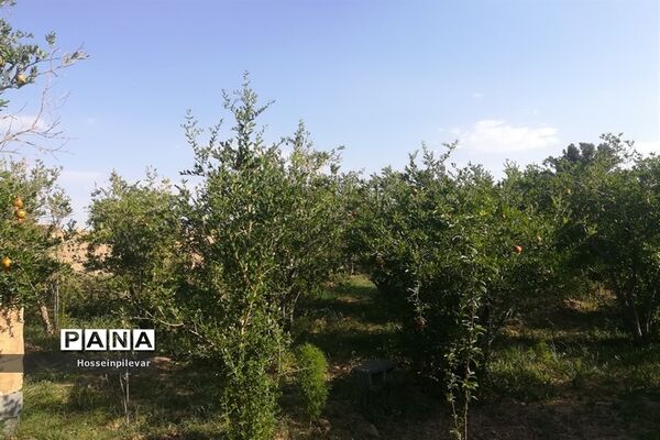 به ثمر رسیدن غنچه‌های انار در مزارع و باغ‌های شهرستان خوسف