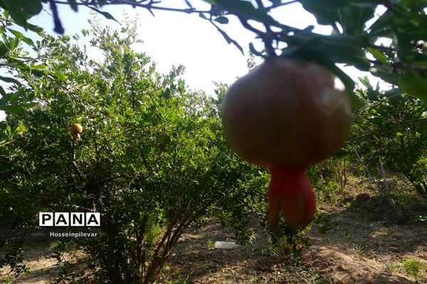 به ثمر رسیدن غنچه‌های انار در مزارع و باغ‌های شهرستان خوسف