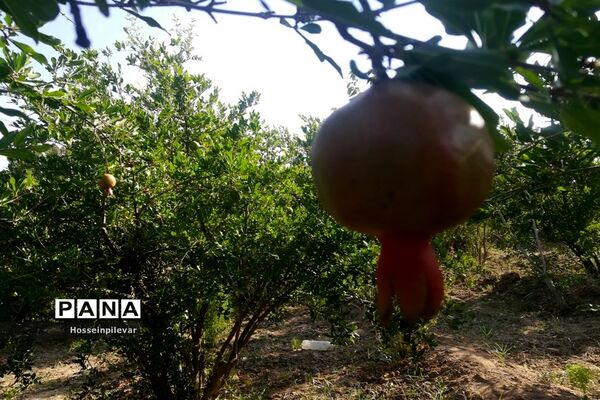 به ثمر رسیدن غنچه‌های انار در مزارع و باغ‌های شهرستان خوسف