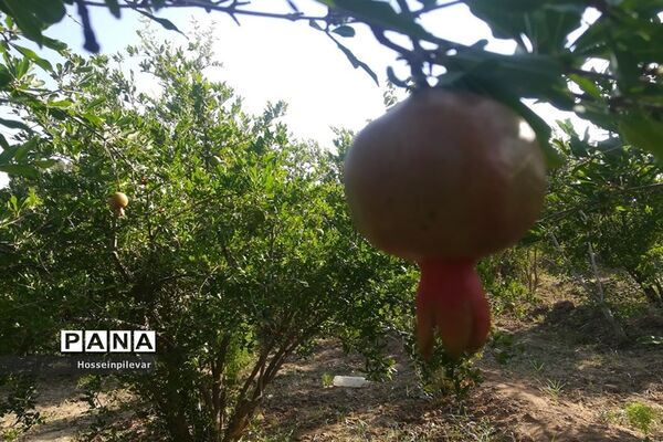 به ثمر رسیدن غنچه‌های انار در مزارع و باغ‌های شهرستان خوسف