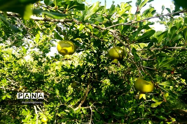 به ثمر رسیدن غنچه‌های انار در مزارع و باغ‌های شهرستان خوسف