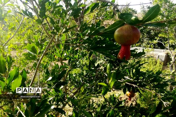 به ثمر رسیدن غنچه‌های انار در مزارع و باغ‌های شهرستان خوسف