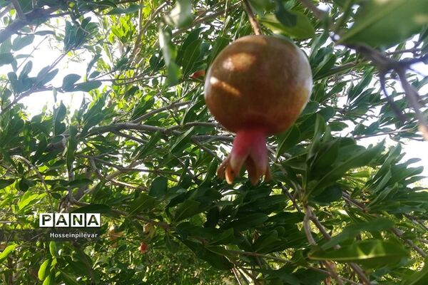 به ثمر رسیدن غنچه‌های انار در مزارع و باغ‌های شهرستان خوسف