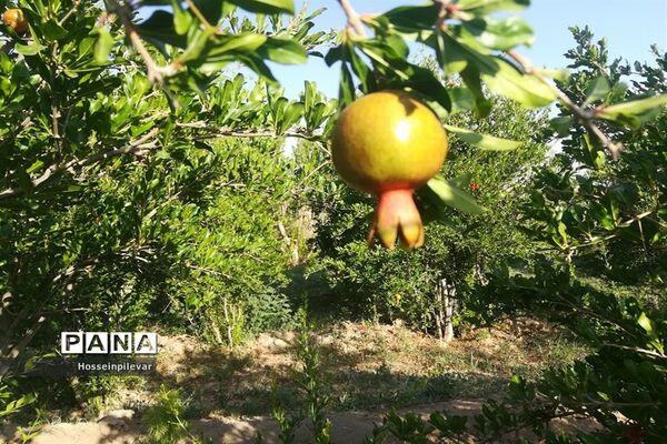 به ثمر رسیدن غنچه‌های انار در مزارع و باغ‌های شهرستان خوسف