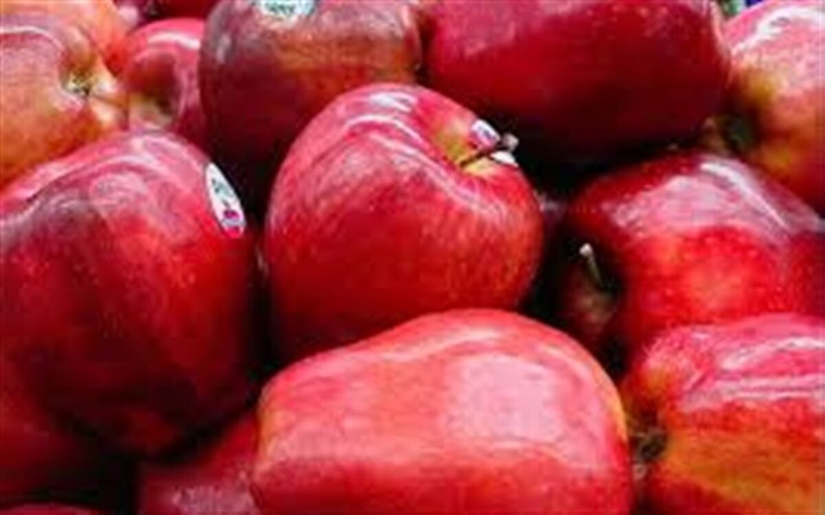 مراکز جمع آوری سیب زیردرختی در آذربایجان غربی ساماندهی شود