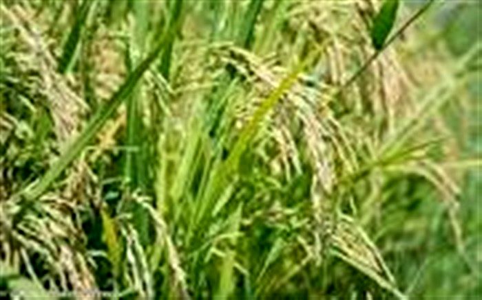 خوشه دهی ۱۸درصد از شالیزار‌های گیلان