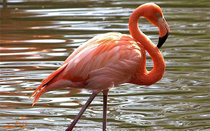 پش‌بینی حضور 50‌هزار بال فلامینگو در دریاچه ارومیه در سال‌جاری