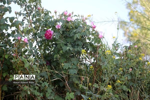 برداشت گل محمدی در روستای عنصرود اسکو