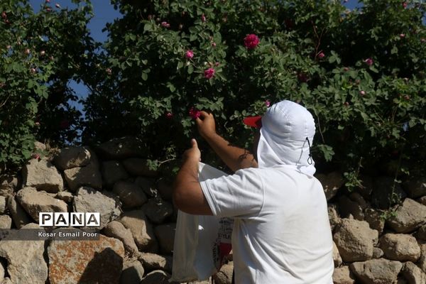 برداشت گل محمدی در روستای عنصرود اسکو