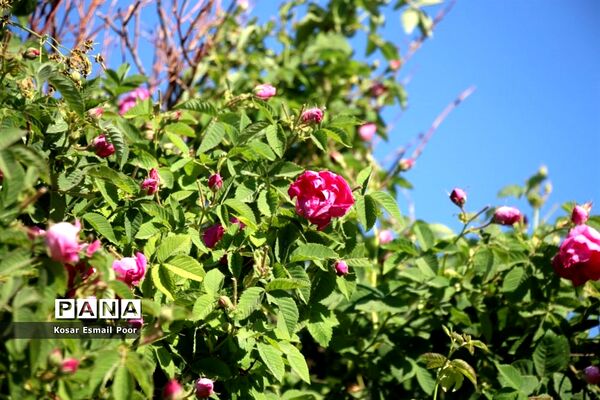 برداشت گل محمدی در روستای عنصرود اسکو