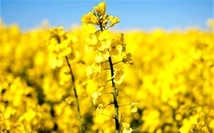 تحویل 23  هزارتُن کُلزا به مراکز خرید در فارس