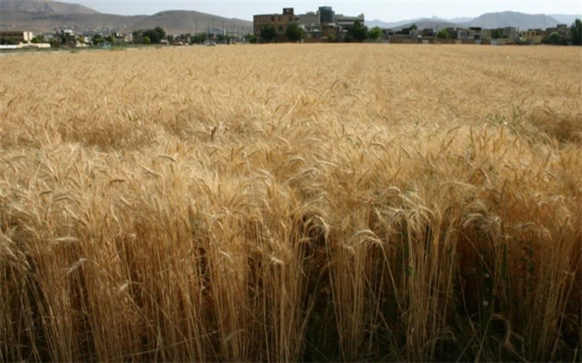 خرید تضمینی گندم در مناطق گرمسیری چهارمحال و بختیاری