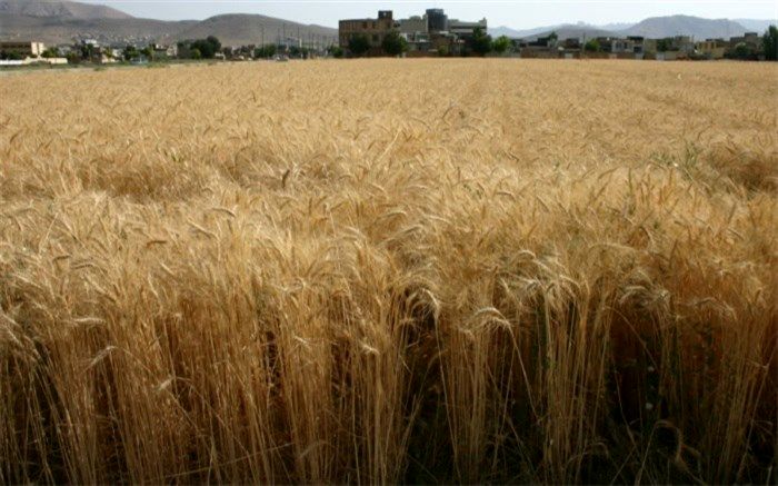خرید تضمینی گندم در مناطق گرمسیری چهارمحال و بختیاری