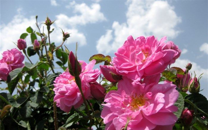 طهماسبی: در تلاش برای برگزاری جشنواره ملی گل محمدی به میزبانی آذربایجان شرقی هستیم