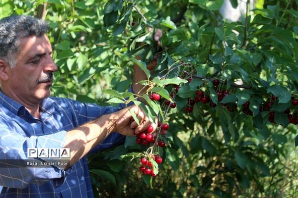 برداشت آلبالو در شهرستان تسوج