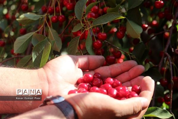 برداشت آلبالو در شهرستان تسوج