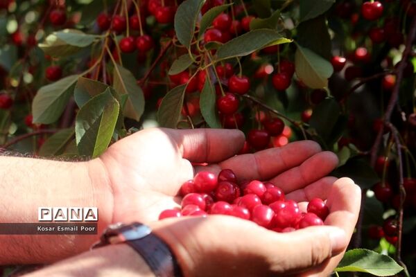 برداشت آلبالو در شهرستان تسوج