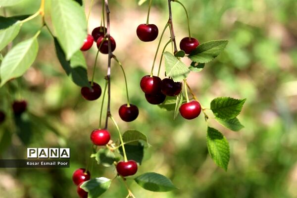 برداشت آلبالو در شهرستان تسوج