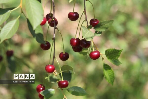برداشت آلبالو در شهرستان تسوج