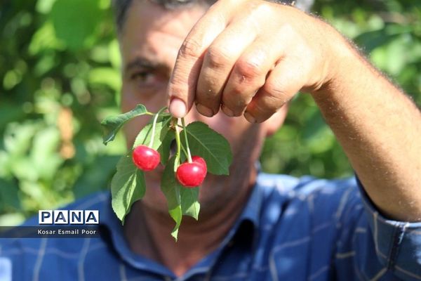 برداشت آلبالو در شهرستان تسوج