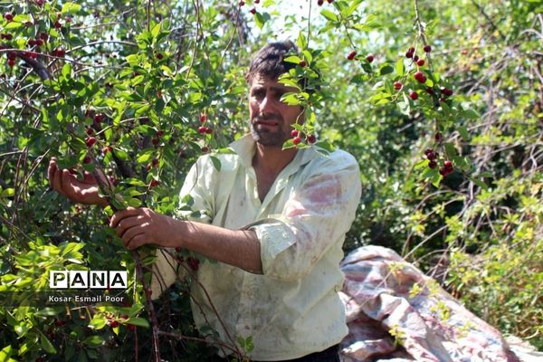 برداشت آلبالو در شهرستان تسوج