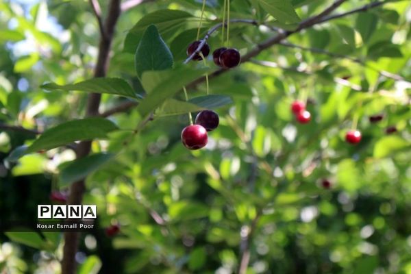 برداشت آلبالو در شهرستان تسوج