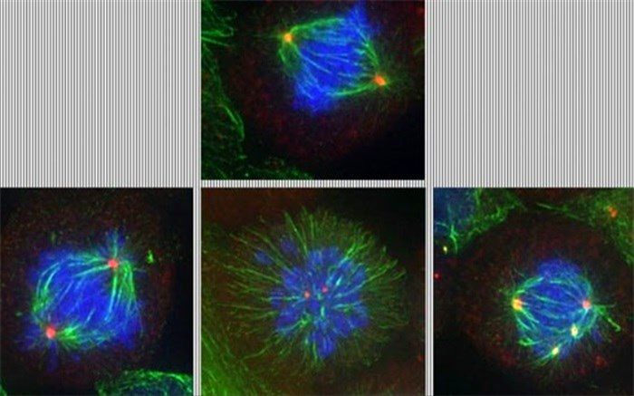 ابداع دارویی که به طرز شگفت‌آوری در مقابل سرطان می‌ایستد