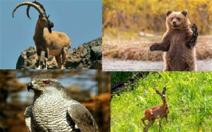 تعریف ۷ سایت گردشگری حیات وحش در اردبیل