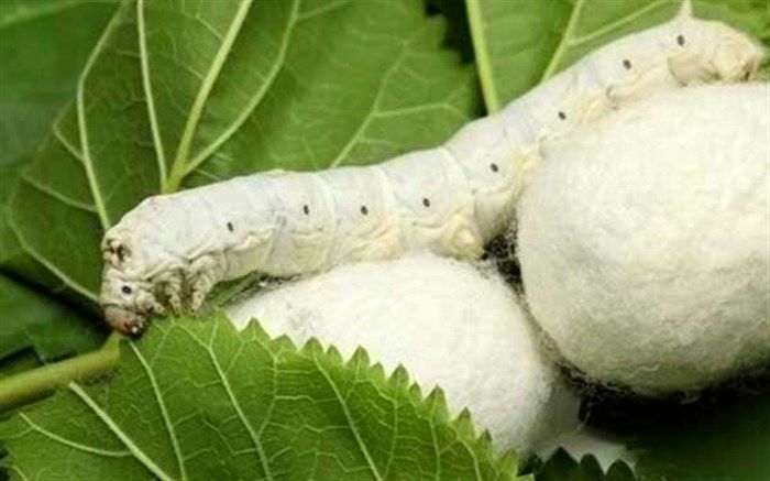 توزیع یارانه ای نهال توت جهت تولید کرم ابریشم